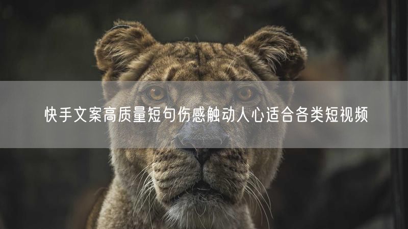 快手文案高质量短句伤感触动人心适合各类短视频