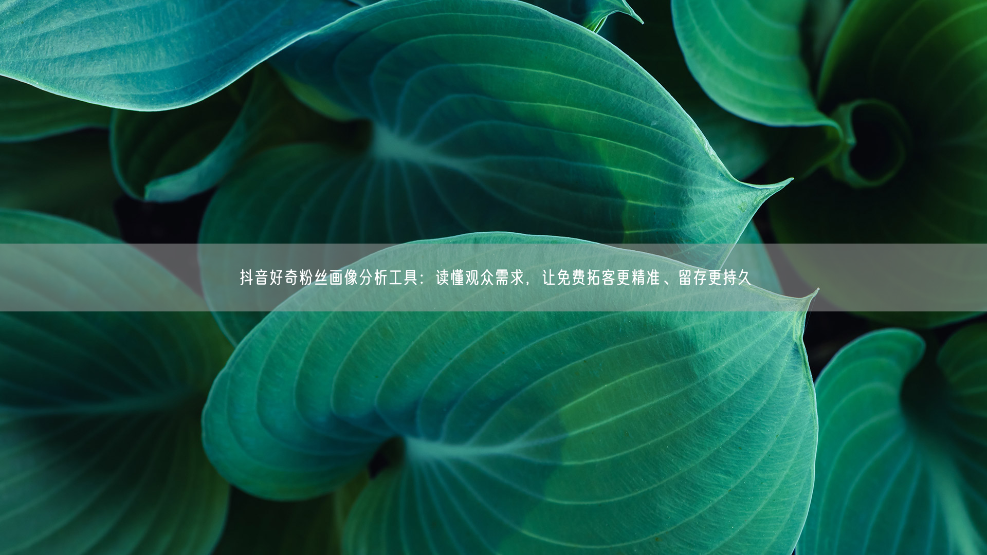 抖音好奇粉丝画像分析工具：读懂观众需求，让免费拓客更精准、留存更持久